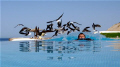 Getting swamped by the birds....
In the infinity swimming pool in Egypt, dont think Alex has ever been surrounded by so many birds....
 